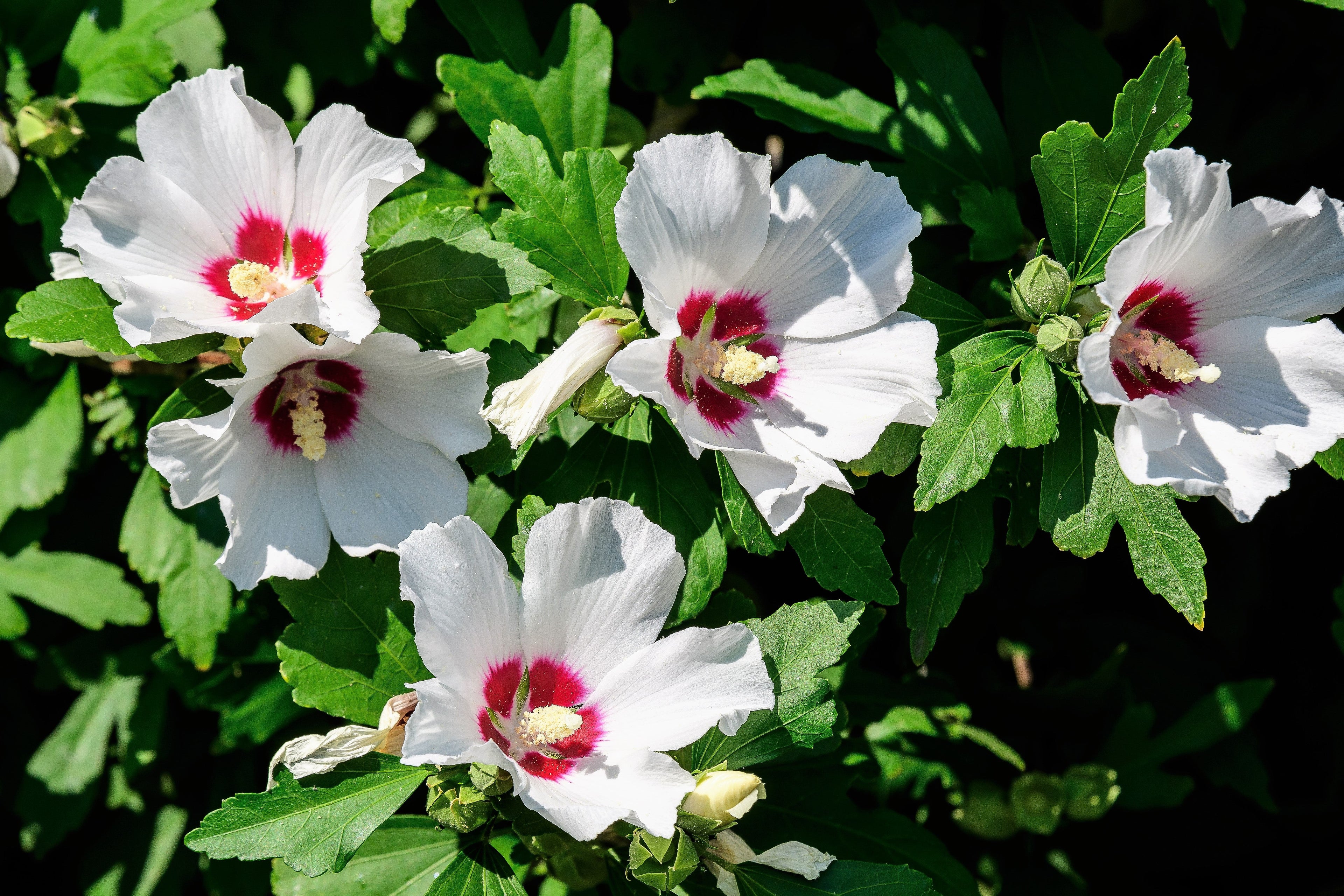 25 White & Hot Pink ROSE Of SHARON HIBISCUS Syriacus Flower Tree Bush Seeds
