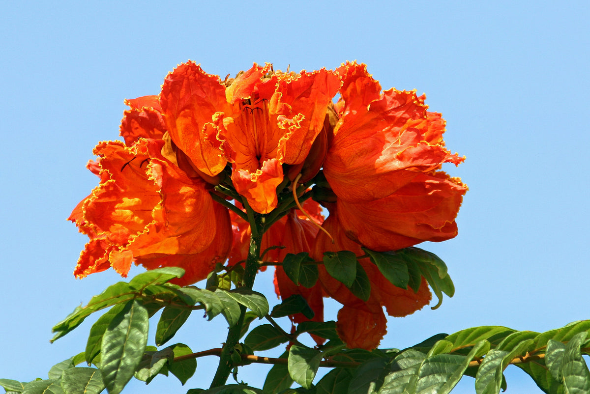 15 Red AFRICAN TULIP TREE (Fire Tree / Flame of the Forest / Fountain Tree) Spathodea Campanulata Seeds