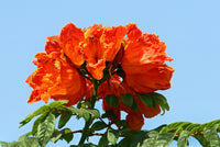 15 Red AFRICAN TULIP TREE (Fire Tree / Flame of the Forest / Fountain Tree) Spathodea Campanulata Seeds