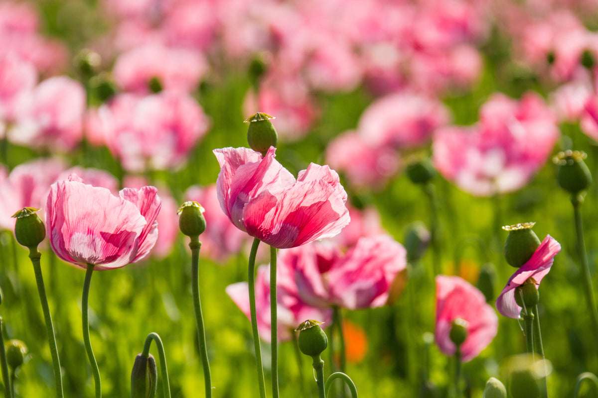 1000 PEPPERBOX POPPY MIX Papaver Somniferum Mixed Colors Red Violet Flower Seeds