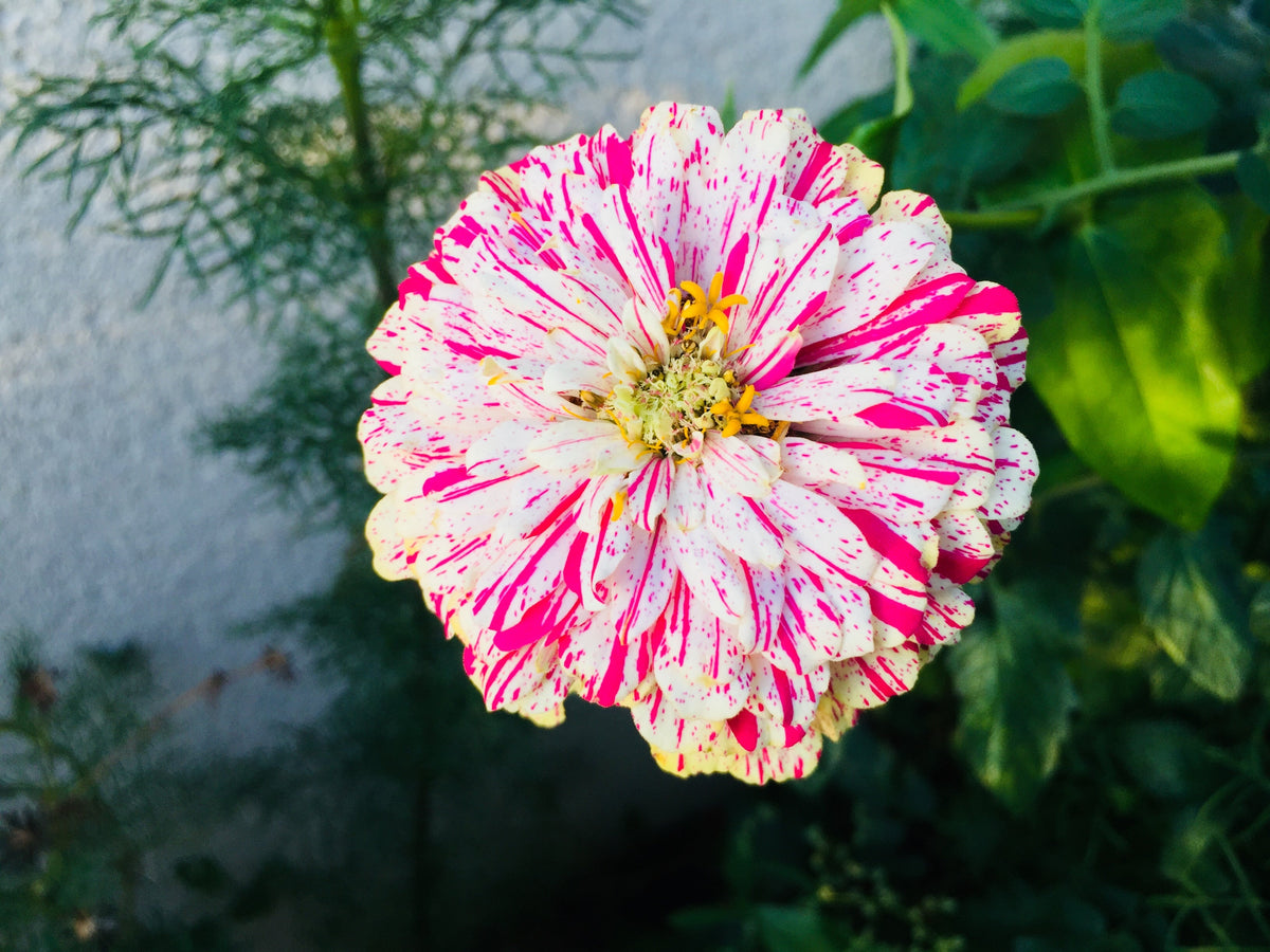 150 PEPPERMINT STICK ZINNIA Mix Mixed Colors Red Stripe Elegans Flower Seeds