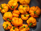40 Yellow JAMAICAN HOT PEPPER Capsicum Annuum Scotch Bonnet Vegetable Seeds
