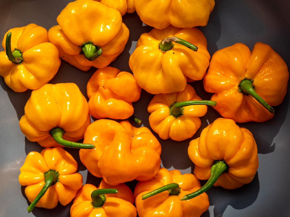 40 Yellow JAMAICAN HOT PEPPER Capsicum Annuum Scotch Bonnet Vegetable Seeds