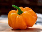 40 Yellow JAMAICAN HOT PEPPER Capsicum Annuum Scotch Bonnet Vegetable Seeds