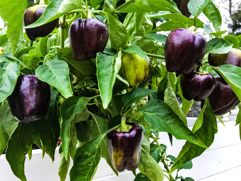 75 PURPLE BEAUTY PEPPER ( Sweet Mild Bell ) Capsicum Annuum Vegetable Seeds