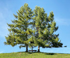 25 EUROPEAN LARCH TREE Pine Pinetree Evergreen Larix Decidua Seeds