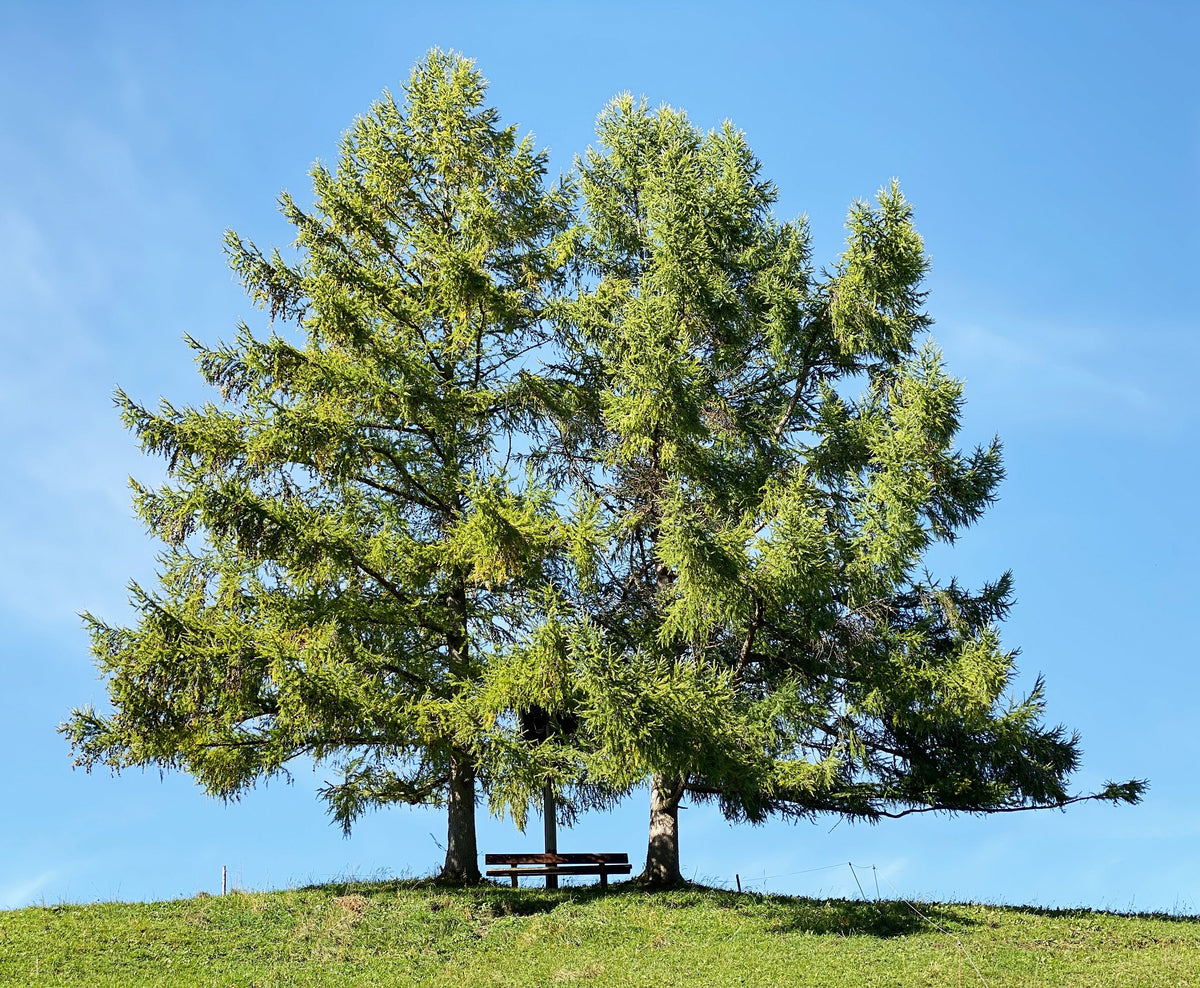 25 EUROPEAN LARCH TREE Pine Pinetree Evergreen Larix Decidua Seeds