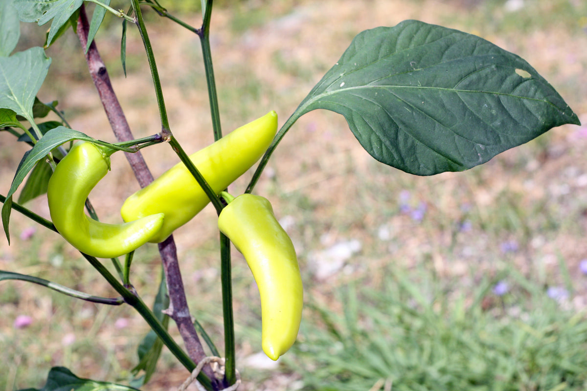 300 HUNGARIAN HOT Wax PEPPER (Hot Banana Pepper) Capsicum Annuum Vegetable Seeds