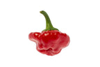 40 Red JAMAICAN HOT PEPPER Capsicum Annuum Scotch Bonnet Vegetable Seeds