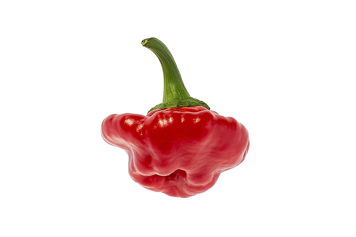 40 Red JAMAICAN HOT PEPPER Capsicum Annuum Scotch Bonnet Vegetable Seeds