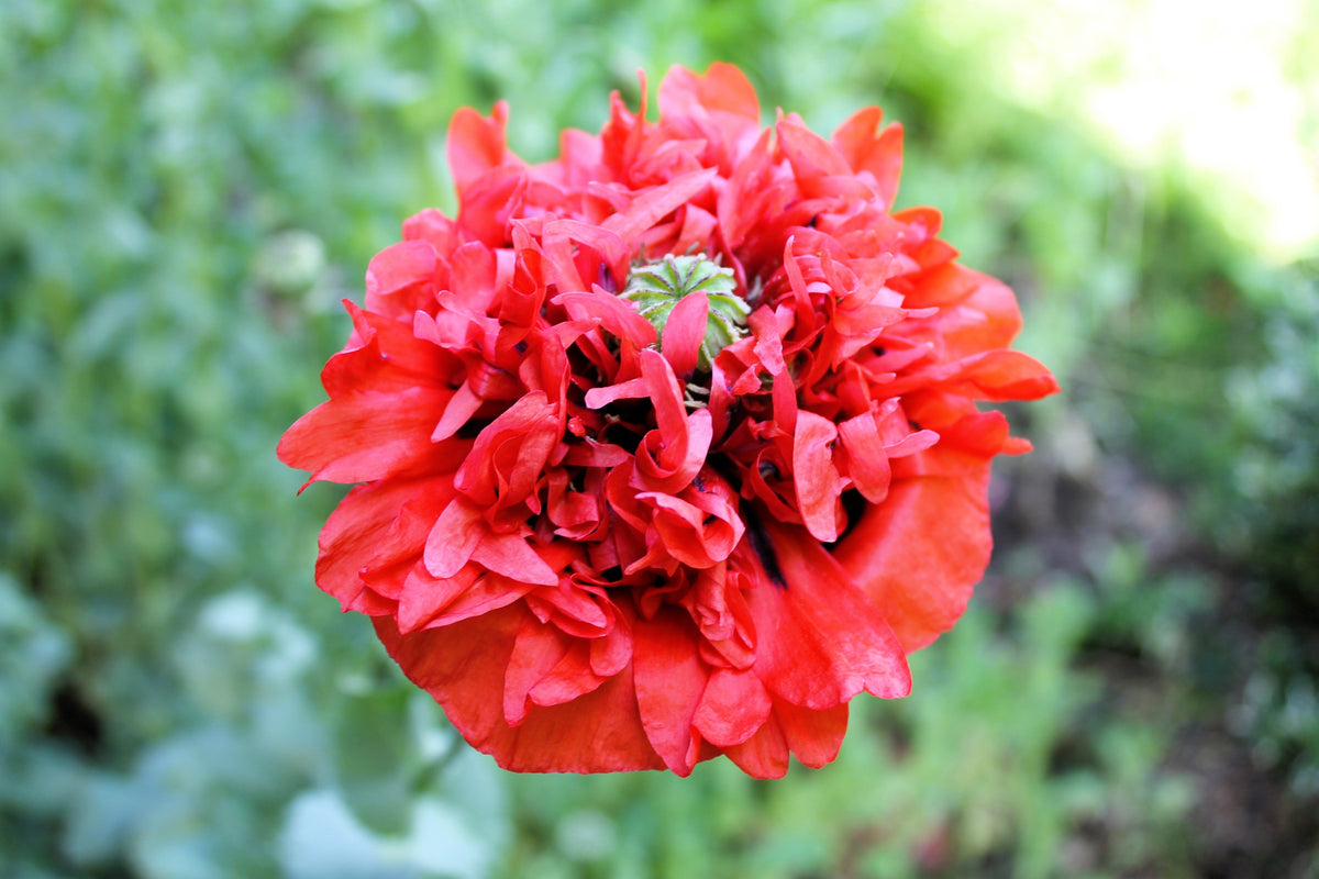100 Giant Double RED PEONY POPPY Papaver Peoniflorum Flower Seeds