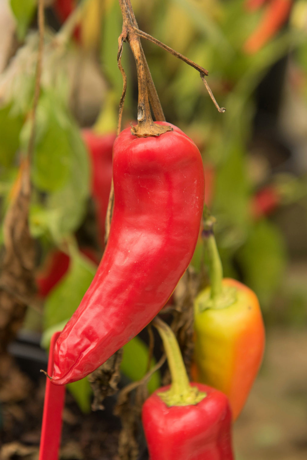 300 HUNGARIAN HOT Wax PEPPER (Hot Banana Pepper) Capsicum Annuum Vegetable Seeds