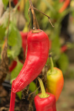 300 HUNGARIAN HOT Wax PEPPER (Hot Banana Pepper) Capsicum Annuum Vegetable Seeds