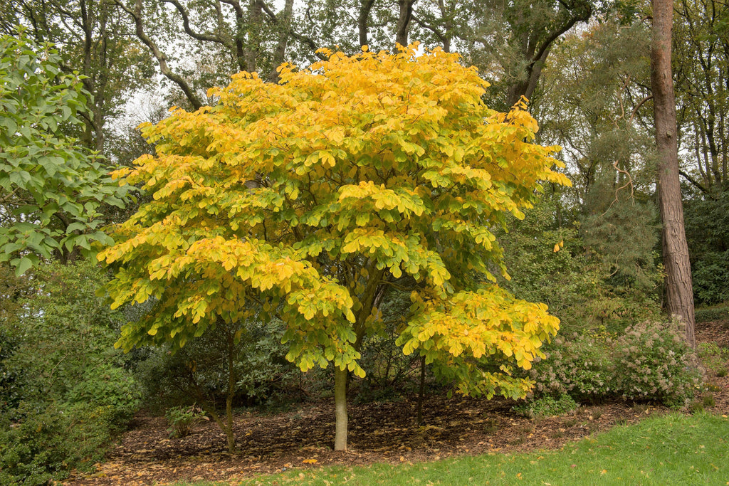 10 YELLOW ASH TREE Kentucky Yellowwood White Flowers Cladrastis Lutea Kentukea Seeds