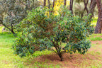 25 STRAWBERRY TREE Edible Red Berry Tree Arbutus Unedo Seeds Irish Killarney