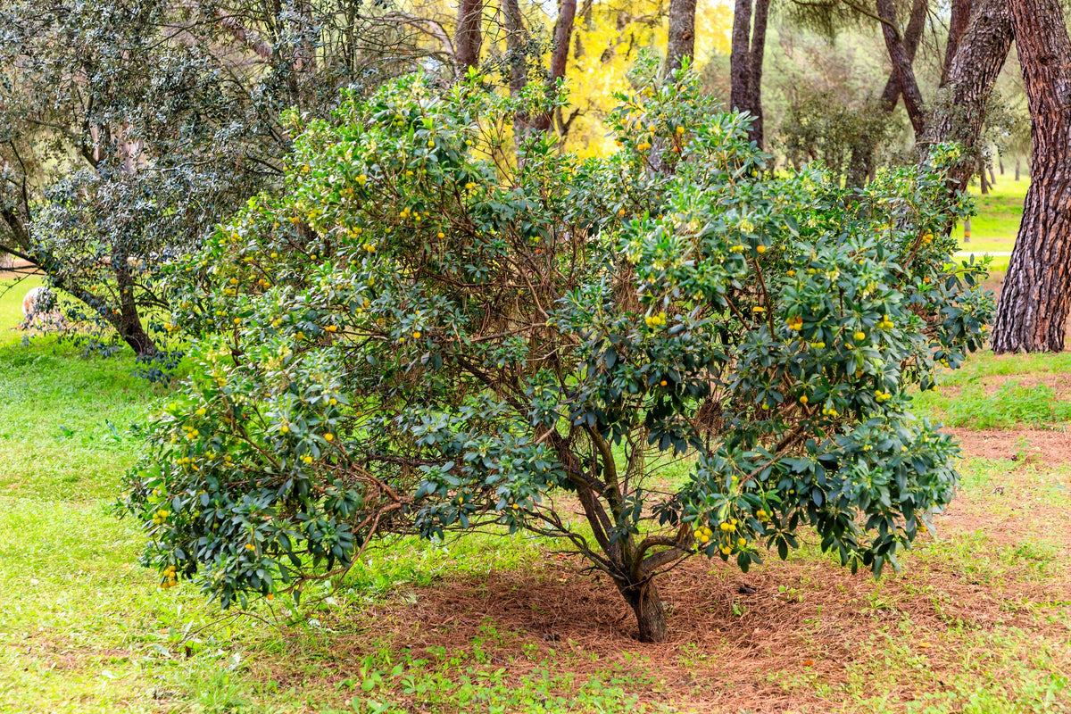 25 STRAWBERRY TREE Edible Red Berry Tree Arbutus Unedo Seeds Irish Killarney