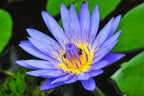 3 Organic Mixed Colors LOTUS Nelumbo Nucifera Pond Water Lily Lilypad Blue Red Flower Large Seeds