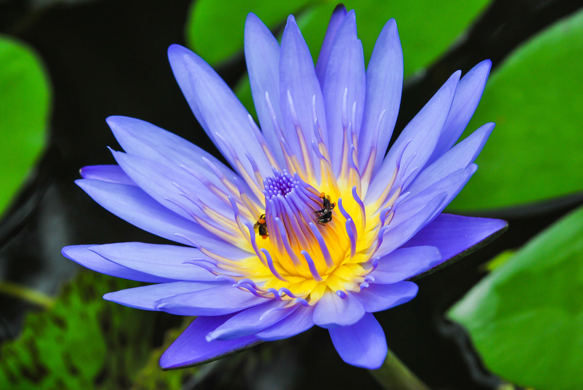 3 Organic Mixed Colors LOTUS Nelumbo Nucifera Pond Water Lily Lilypad Blue Red Flower Large Seeds
