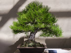 10 RED Japanese PINE TREE Korean Pinus Densiflora Evergreen Seeds