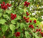 100 ANNATTO TREE Lipstick Plant Bixa Orellana Seeds
