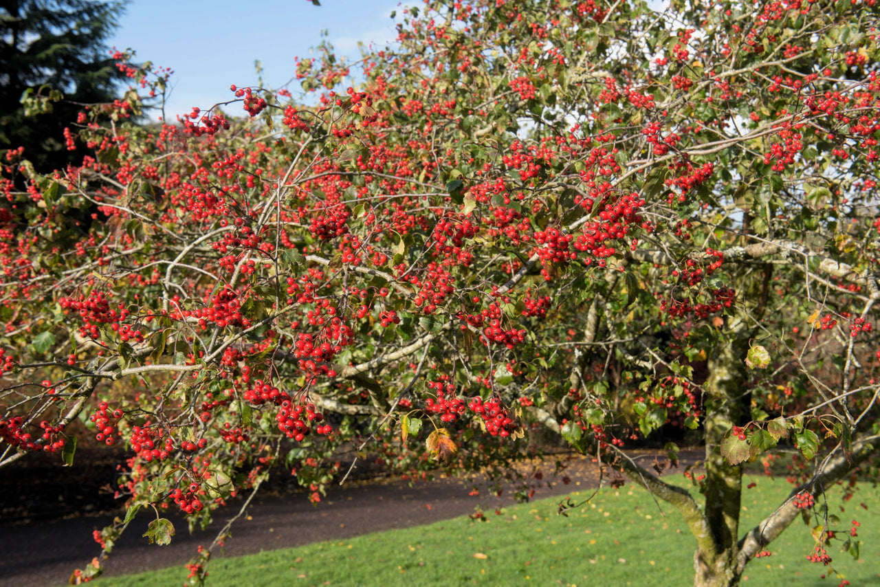 planting hawthorn seeds 50 WASHINGTON HAWTHORN Crataegus Phaenopyrum Mayflower Shrub Tree Edible Fruit & White Flowers Seeds