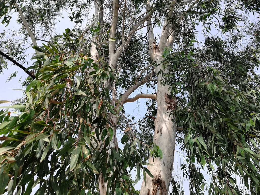 25 RED FOREST GUM Tree Eucalyptus Tereticornis Blue Grey Mountain Flower Seeds