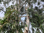 25 RED FOREST GUM Tree Eucalyptus Tereticornis Blue Grey Mountain Flower Seeds