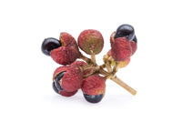 25 SZECHUAN PEPPER Peppercorn Sichuan Szechwan Zanthoxylum Bungeanum Spice Seeds