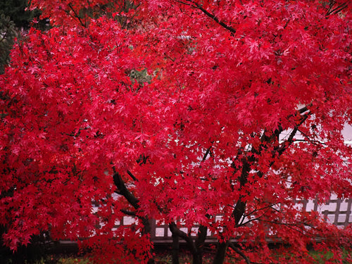 25 Scarlet CAROLINA RED MAPLE Tree Acer Rubrum Seeds