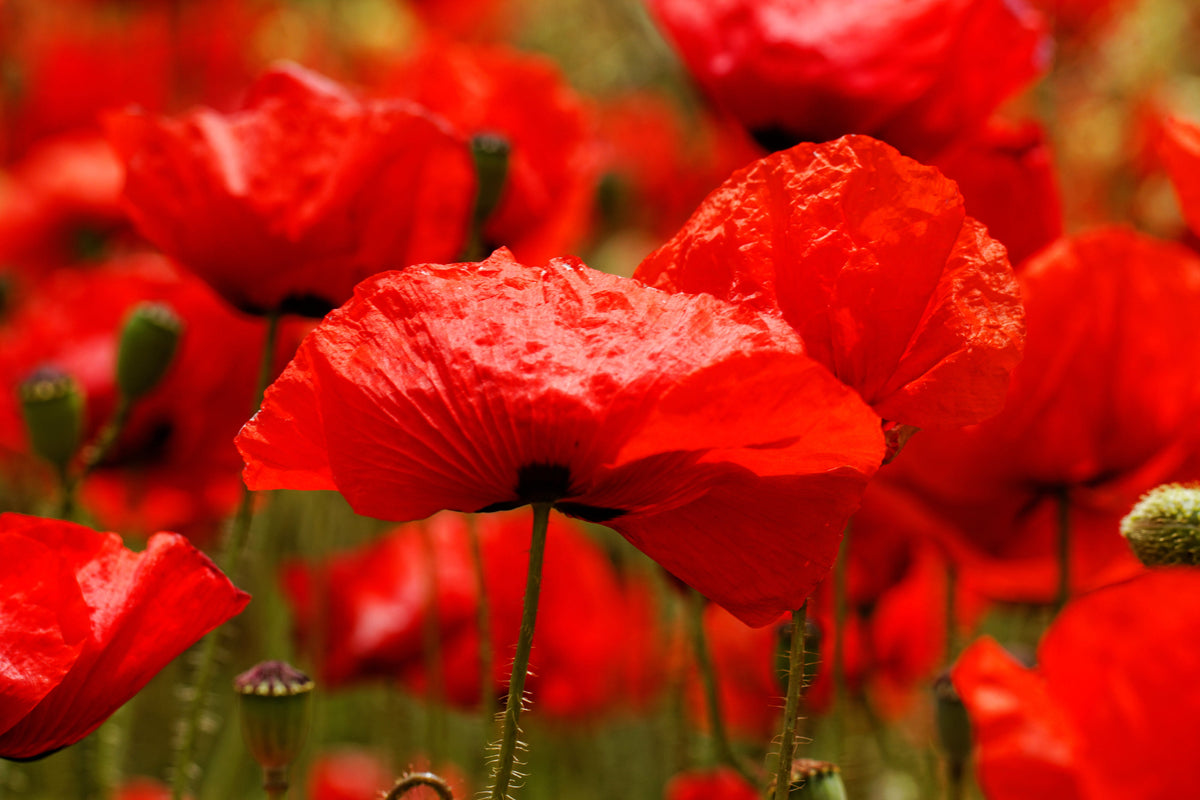 1000 PEPPERBOX POPPY MIX Papaver Somniferum Mixed Colors Red Violet Flower Seeds