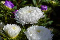 30 MIXED PAEONY ASTER Callistephus Peony Red Pink White Blue Purple Yellow Coral Apricot French Flower Seeds