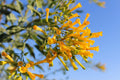 250 TREE TOBACCO Nicotiana Glauca Yellow Trumpet Flower Herb Shrub Seeds