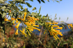 250 TREE TOBACCO Nicotiana Glauca Yellow Trumpet Flower Herb Shrub Seeds