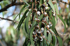 25 TASMANIAN Blue Gum TREE / EUCALYPTUS Globulus Flower Seeds