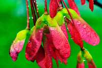 25 SUGAR MAPLE Syrup TREE Native Rock Fall Color Acer Saccharum Seeds