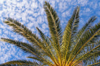 10 CANARY ISLAND Date PALM Phoenix Canariensis Tree Seeds