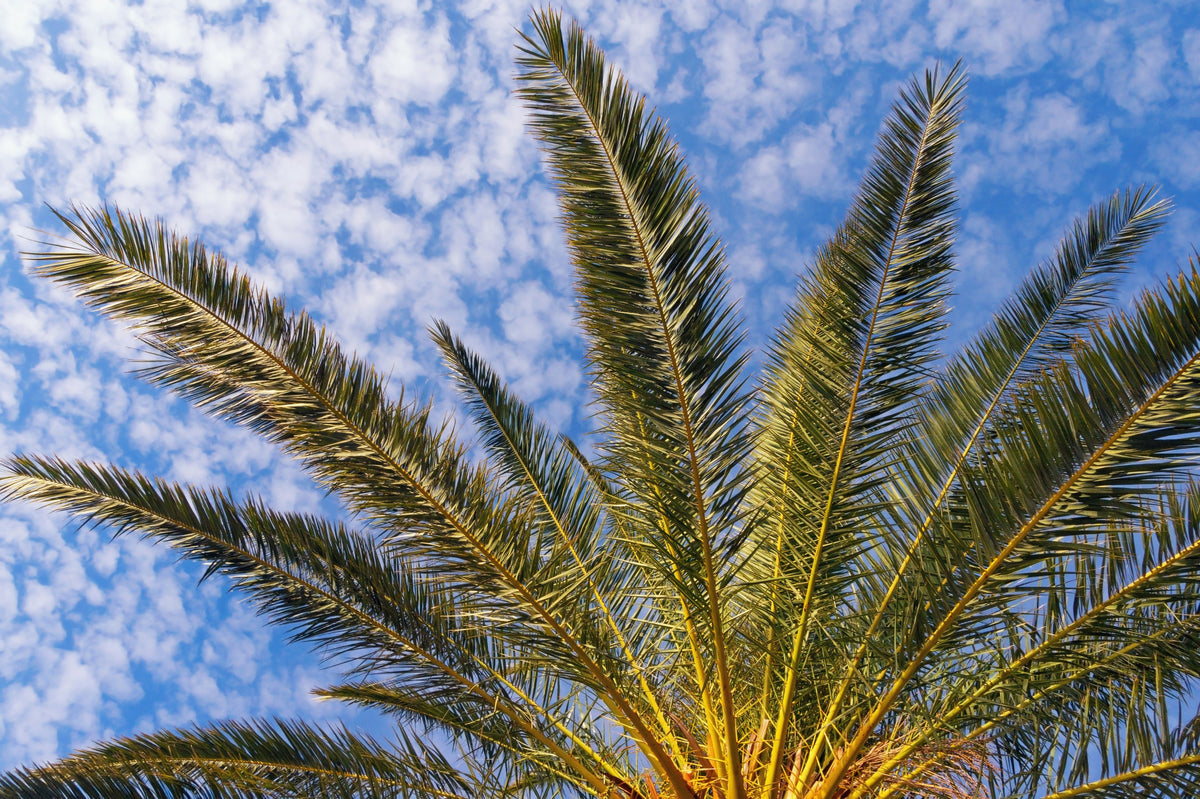 10 CANARY ISLAND Date PALM Phoenix Canariensis Tree Seeds