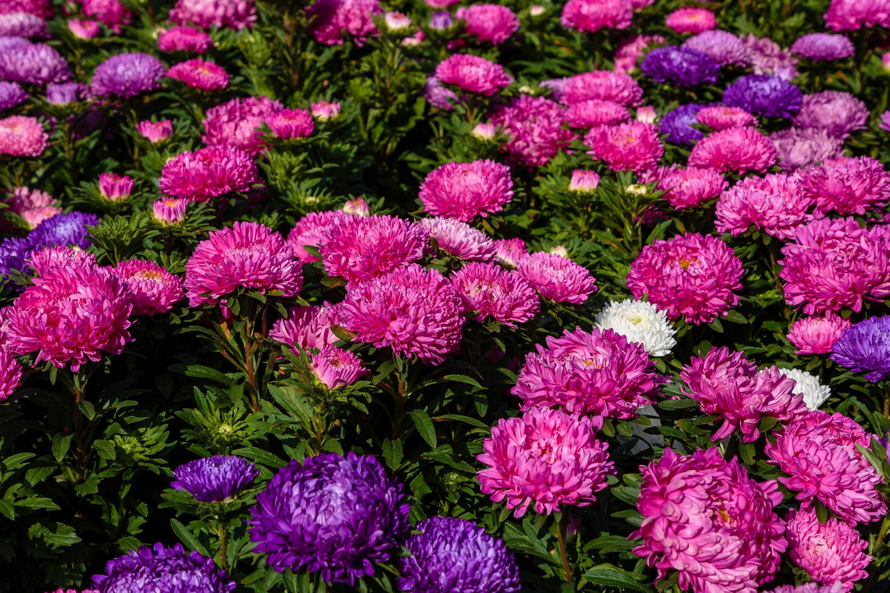 30 MIXED PAEONY ASTER Callistephus Peony Red Pink White Blue Purple Yellow Coral Apricot French Flower Seeds