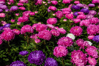 30 MIXED PAEONY ASTER Callistephus Peony Red Pink White Blue Purple Yellow Coral Apricot French Flower Seeds
