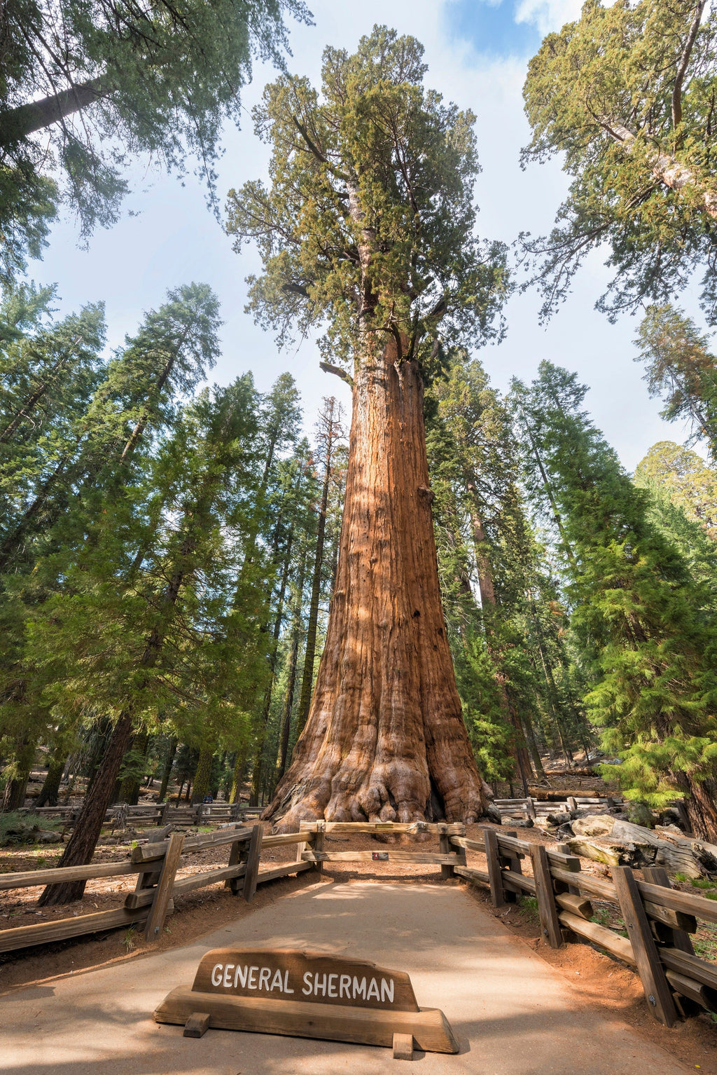 40 GIANT SEQUOIA Sequoiadendron Giganteum Sierra Redwood Tree Seeds
