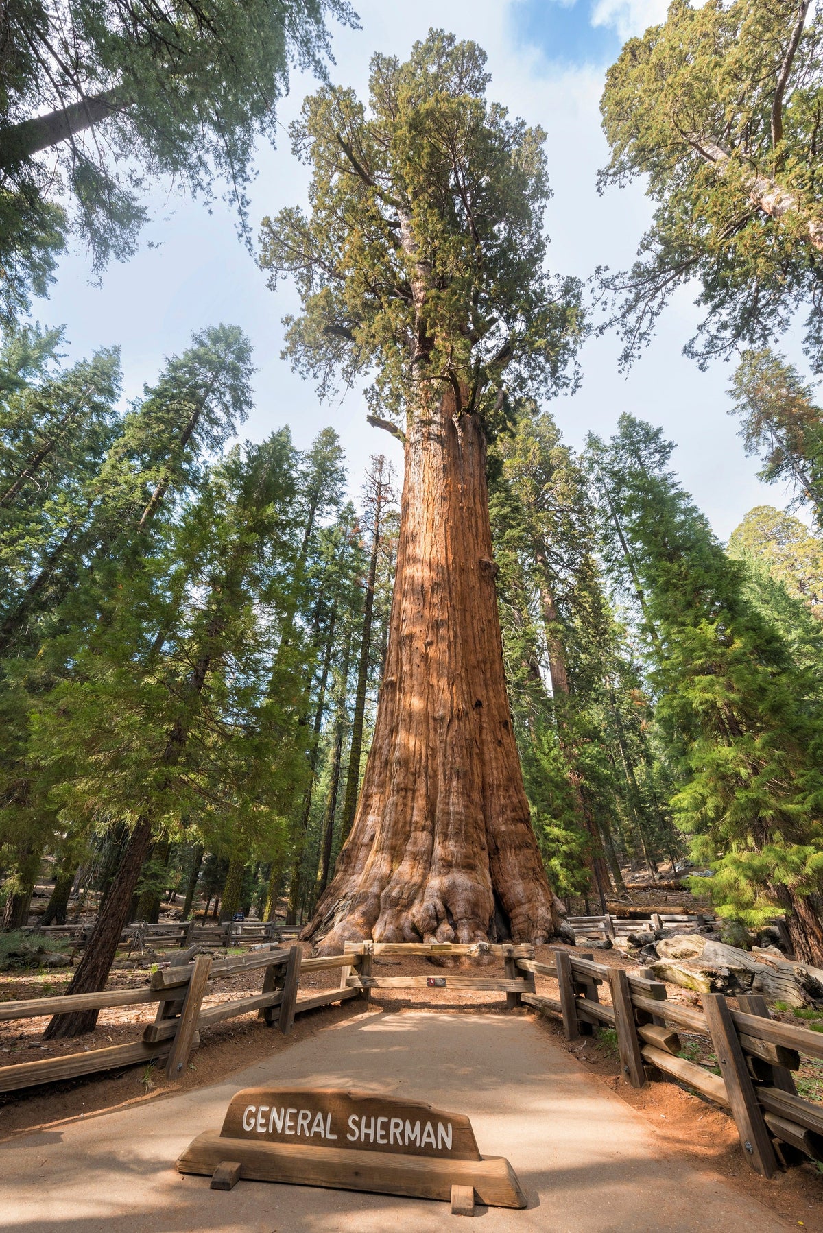 40 GIANT SEQUOIA Sequoiadendron Giganteum Sierra Redwood Tree Seeds