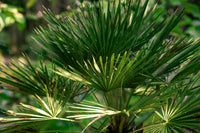 5 MEDITERRANEAN FAN PALM European Dwarf Tree Shrub Chamaerops Humilis Seeds