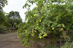 20 GUAVA FRUIT Tree Shrub Psidium Guajava White Flowers Fruit Seeds