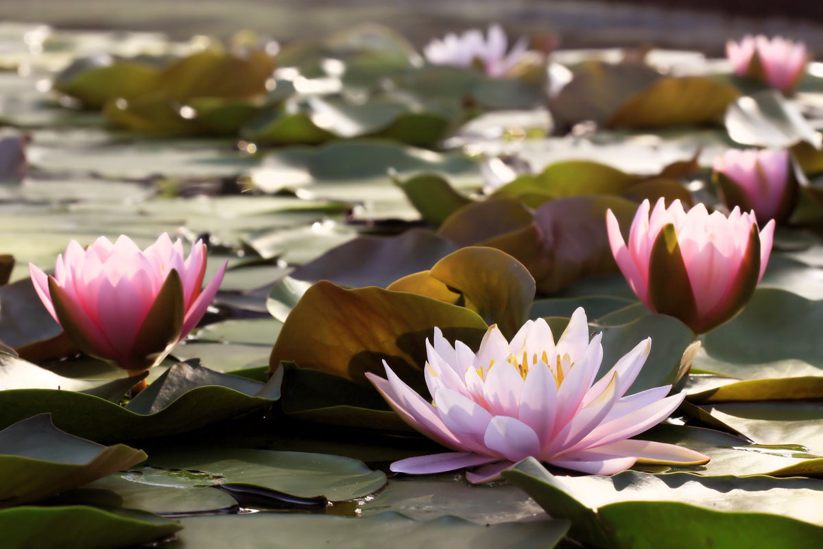 3 Organic Mixed Colors LOTUS Nelumbo Nucifera Pond Water Lily Lilypad Blue Red Flower Large Seeds