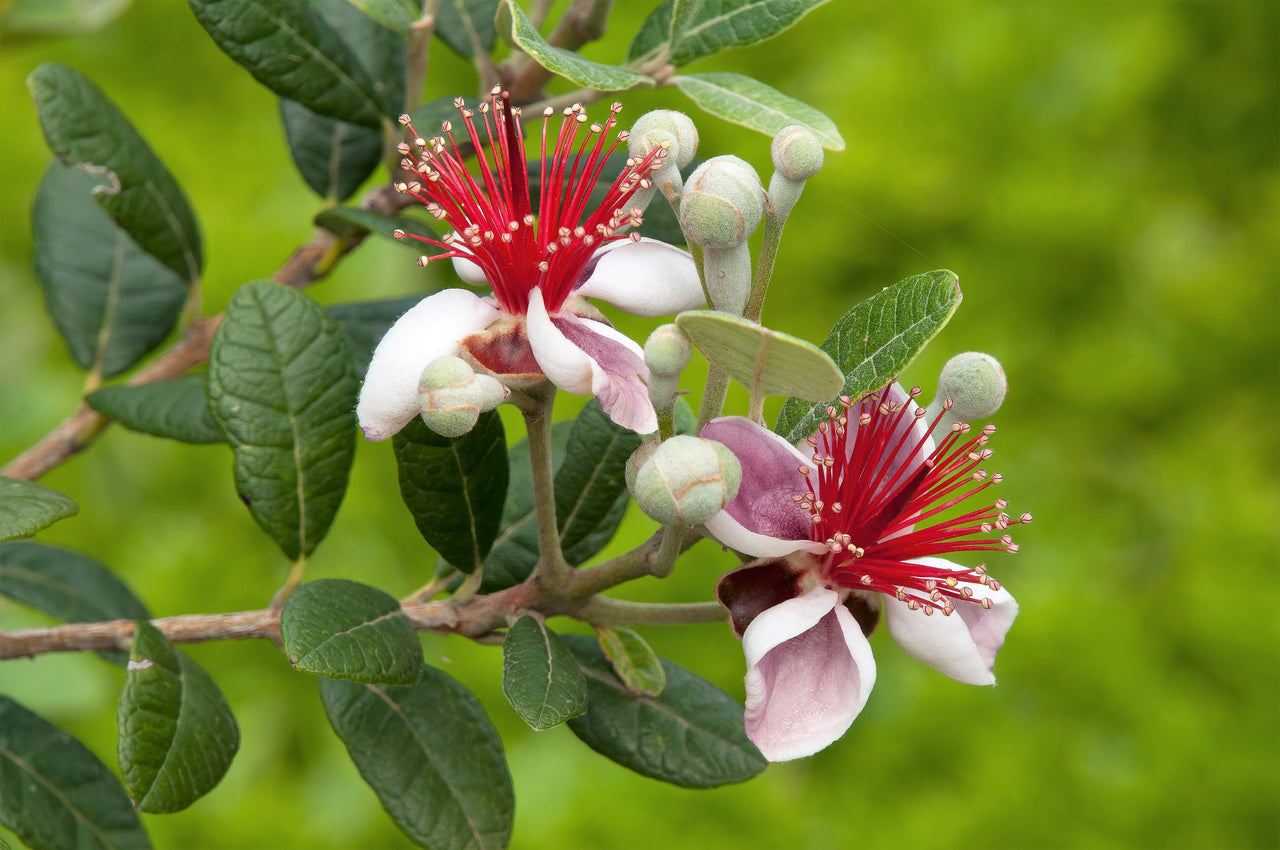 10 PINEAPPLE GUAVA Fruit Acca Guavasteen Brazilian or Fig Guava Feijoa Sellowiana Pink Red Flower Tree Shrub Seeds