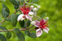 10 PINEAPPLE GUAVA Fruit Acca Guavasteen Brazilian or Fig Guava Feijoa Sellowiana Pink Red Flower Tree Shrub Seeds