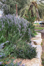25 CHASTE BERRY TREE Vitex Agnus Castus Monk's Pepper Purple Fragrant Flower Seeds