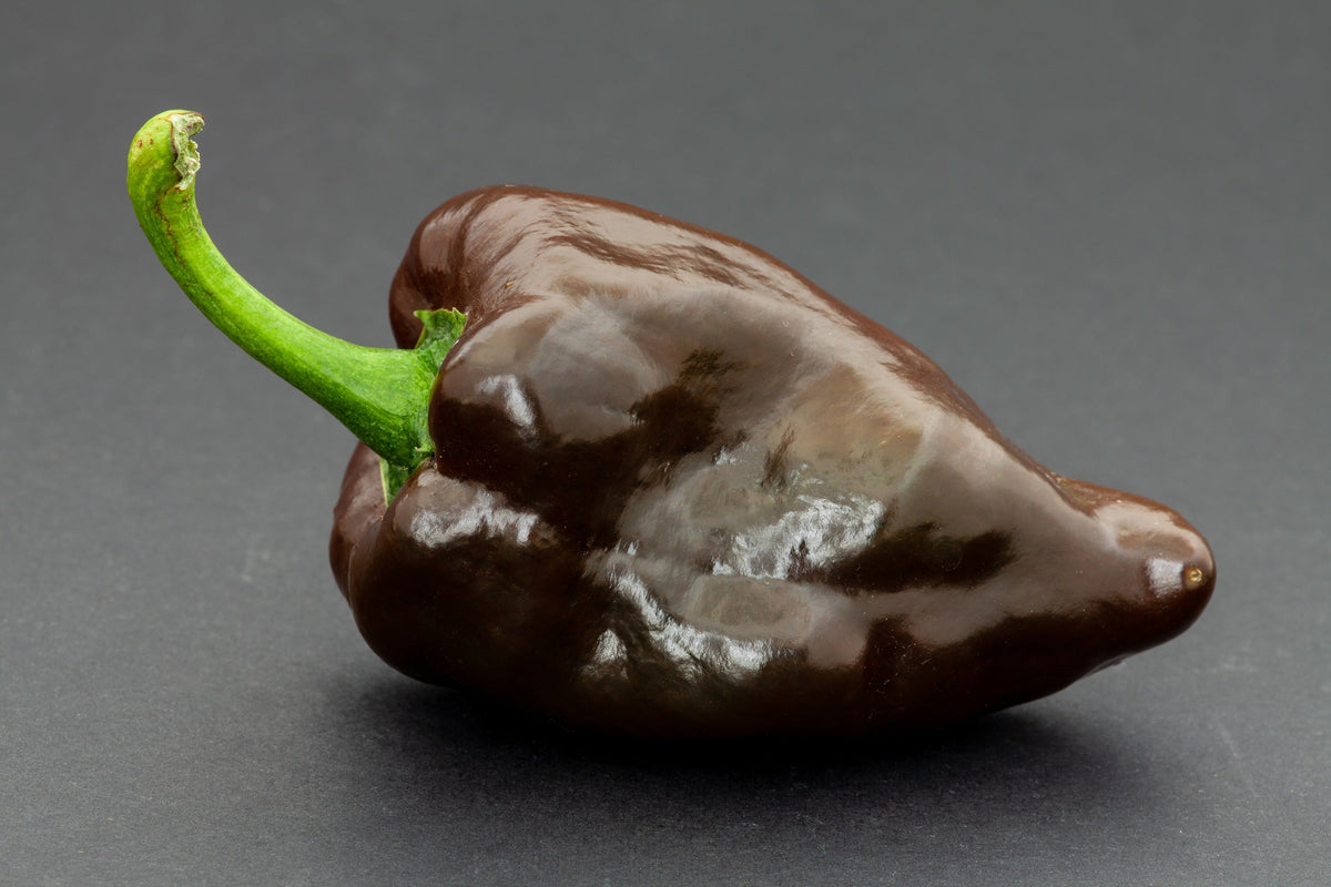 40 MULATO ISLENO PEPPER Brown Mildly Hot Ancho Poblano Capsicum Vegetable Seeds