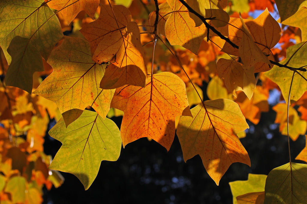 15 TULIP POPLAR TREE Yellow Flower Liriodendron Tulipifera Whitewood Seeds