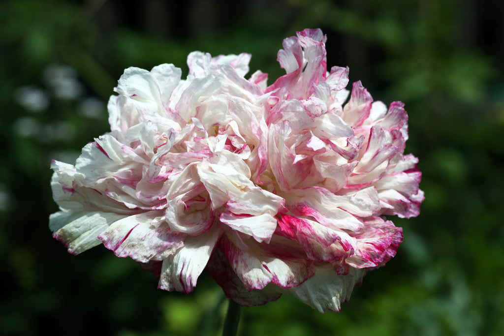 100 Flemish Antique PEONY POPPY MIXED Colors  Papaver Peoniflorum Flower Seeds
